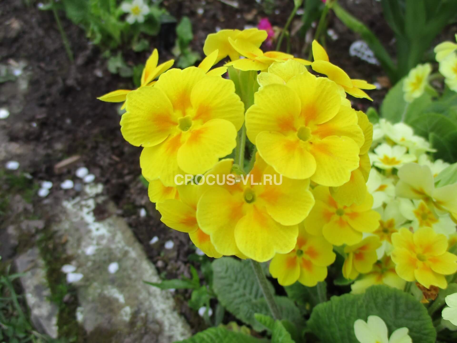 Примула высокая «Lutea»